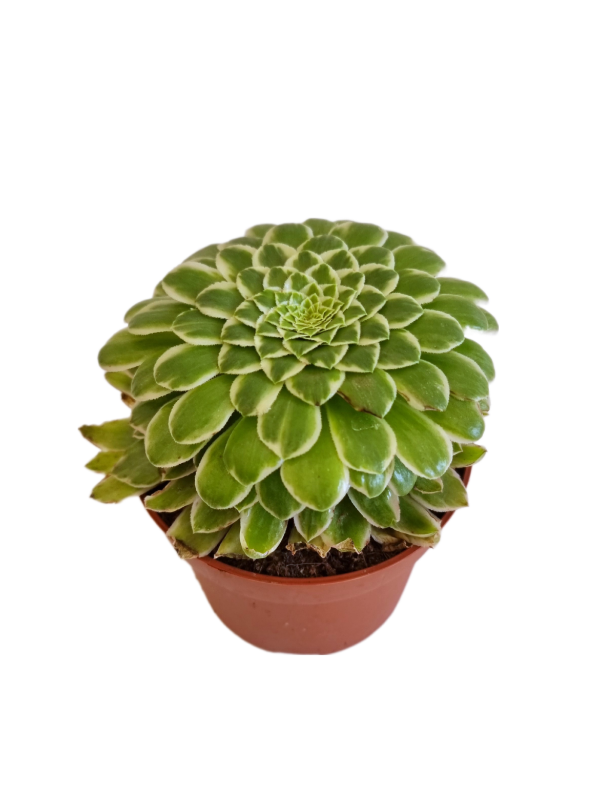 Aeonium tabuliforme variegata - Lusoverde